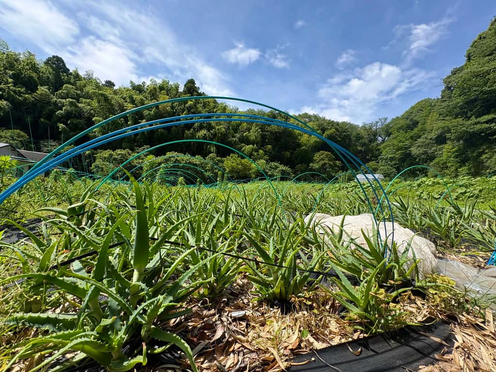 Kururu farm の商品一覧 背景