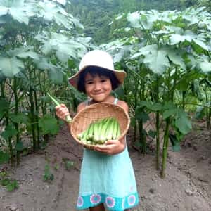 【無農薬】子どもも生でバクバク♪ 毎年好評！朝採れ！新鮮！自然栽培 在来種 丸オクラ【常温＆ポスト投函】