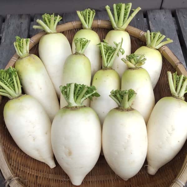 【自然栽培】今が旬！加賀野菜の源助大根 食べ切りサイズの小ぶりな大根 固定種