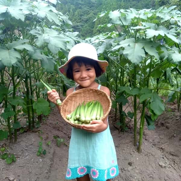 【無農薬】子どもも生でバクバク♪ 毎年好評！朝採れ！新鮮！自然栽培 在来種 丸オクラ【常温】
