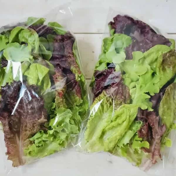 【シャキシャキのサラダを召し上がれ！！】食感が自然の力で育った、彩り豊かな　リーフレタス ミックス　100g/袋×4