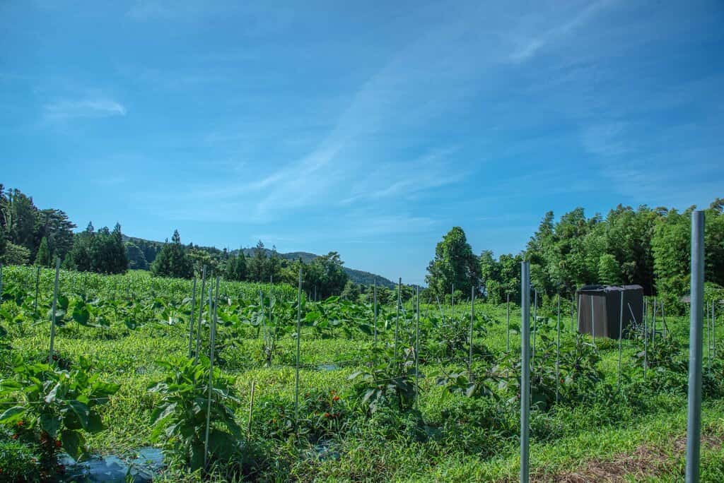 まえむき。Farm&Shopの商品一覧 背景