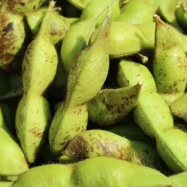 本場！兵庫県丹波篠山市産＜丹波黒大豆枝豆　５００g＞無農薬・無化学肥料栽培
