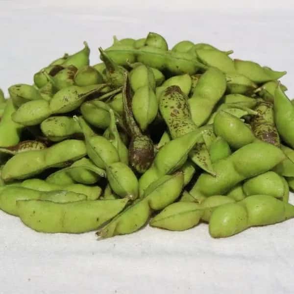 とにかく甘くて濃厚！＜丹波白大豆枝豆　５００g＞無農薬・無化学肥料栽培
