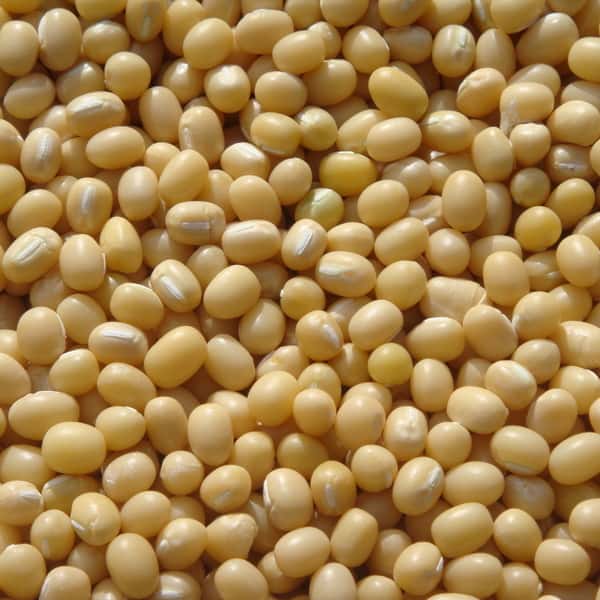 豆【丹波白小豆　２００g】上品すぎる姿と味・・・純度100％の白餡は絶品です