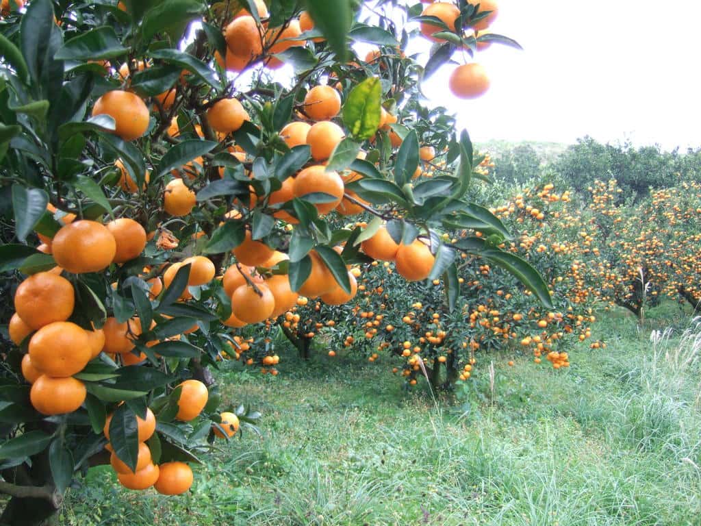 佐藤農場の商品一覧 背景