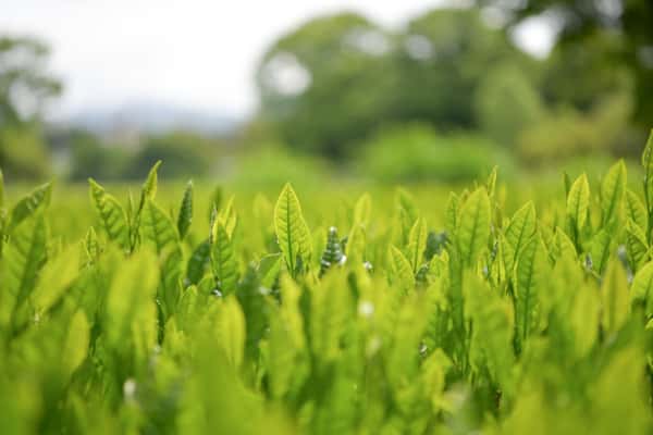 MINOgreenteaロゴ