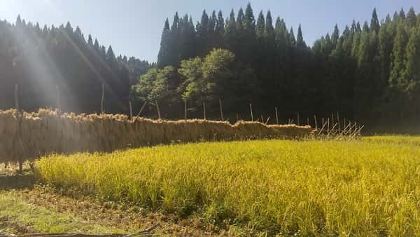 宮入農場ロゴ