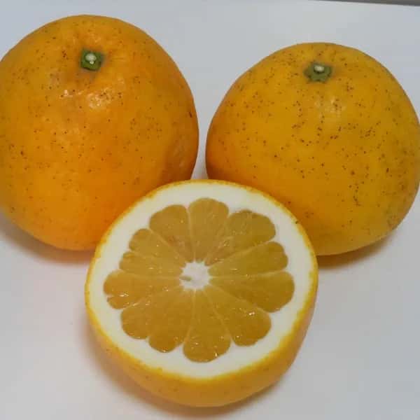 宇和ゴールド 自然栽培（農薬不使用・化学肥料不使用・除草剤不使用）
