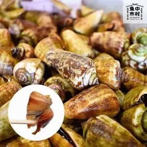 新商品【お中元・夏ギフト】単品│市場直送│高知県しまんと│チャンバラ貝（冷凍）│原材料：チャンバラ貝（高知県産）│熨斗無料