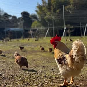 【贈答放牧卵】平飼い放牧卵-itadaki-24個/鶏たちの暮らしから届く贈り物