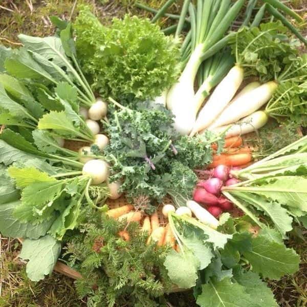 季節の有機野菜セット