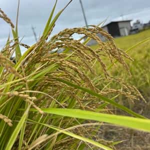 令和7年度産米 ＜自然栽培朝日米＞肥料・農薬不使用 ｜静岡県浜松市産
