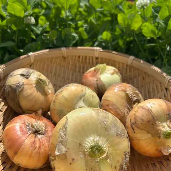静岡県浜松産・自然栽培＜旬野菜おまかせセット＞農夫の足音で育てた季節野菜
