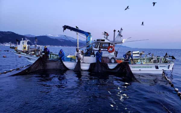 日本魚類ロゴ