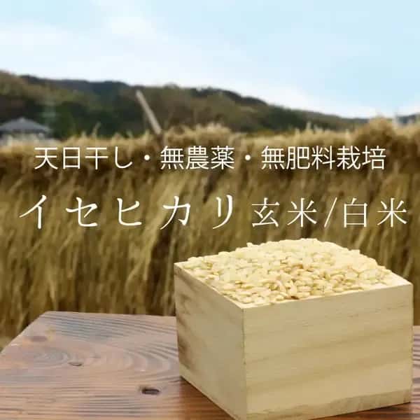 令和7年度産＜イセヒカリ＞白米/玄米【無農薬・無肥料・天日干し】