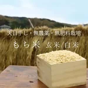 令和7年度産もち米＜マンゲツモチ＞玄米/白米【無農薬・無肥料・天日干し】