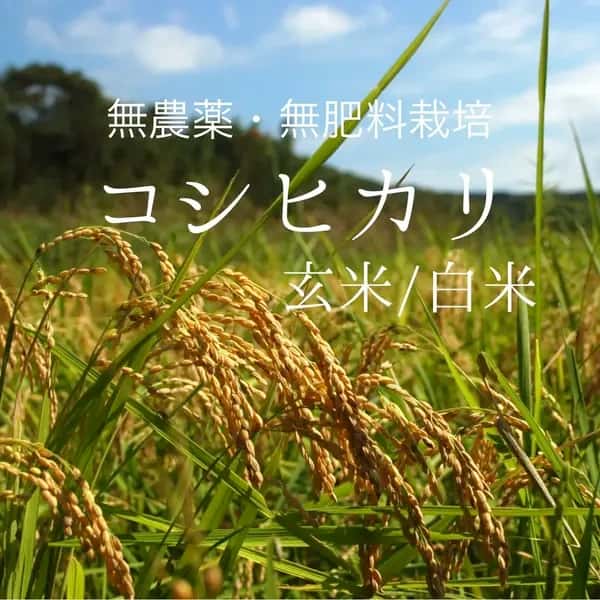 《予約》令和8年度産＜コシヒカリ＞白米/玄米【無農薬・無肥料】