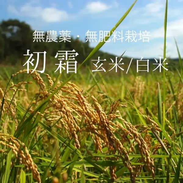 《予約》令和8年度産＜初霜＞白米/玄米【無農薬・無肥料】