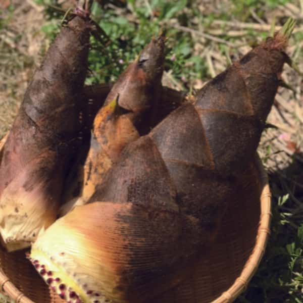 【４月限定！採りたてをお届け】孟宗竹たけのこ