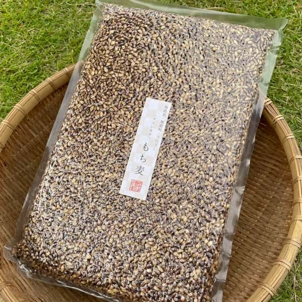 もち麦（ダイシモチ）お得用900g【無農薬・無肥料・天日干し】