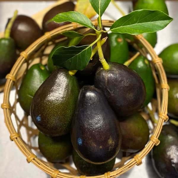 国産アボカド「メキシコーラ」4個