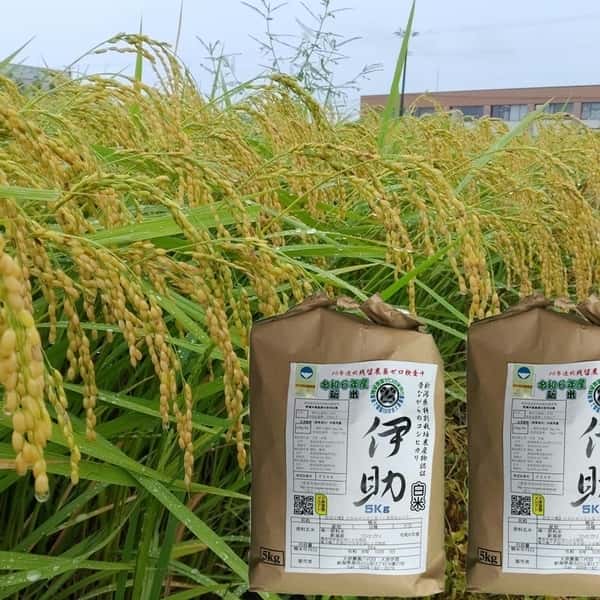 【８年産予約】＜新潟産コシヒカリ伊助＞（選択精米　玄米/白米/分付き米）2015年より連続残留農薬検出ゼロ