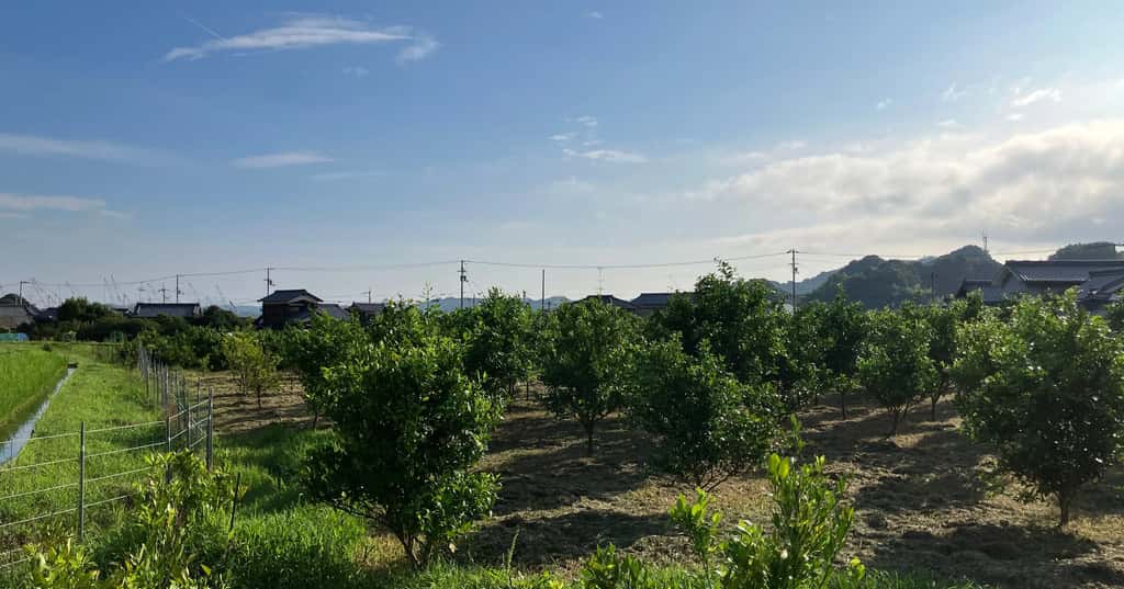 おおくぼきみひろ果樹園の商品一覧 背景