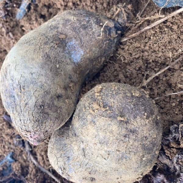 与論在来種!食物繊維たっぷり山芋‼︎オーガニックエコフェスタ優秀賞受賞‼︎ 有機JAS認定アカヤマン