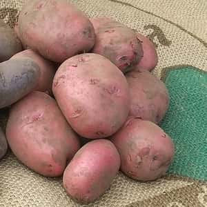 農薬不使用じゃがいも「アンデスレッド」