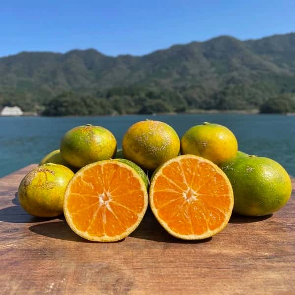 熊本の極早生みかん【肥のあかり】栽培期間中に農薬・化学肥料不使用