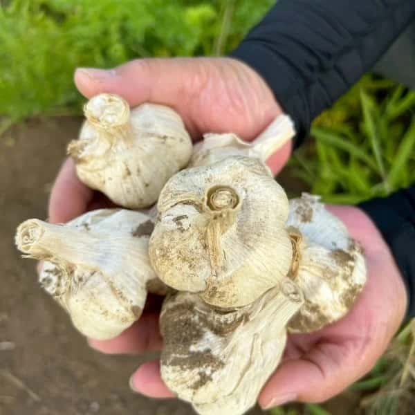 濃厚で甘い！大粒【福地ホワイト六片にんにく】農薬・化学肥料・除草剤・防虫剤等不使用（玉売り）