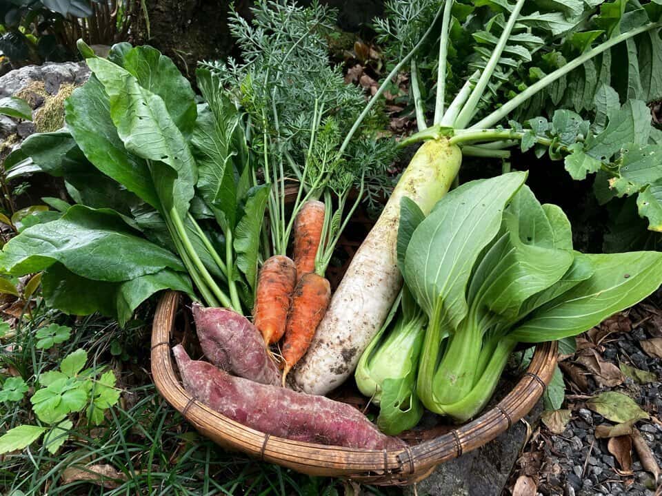 野菜セット 背景