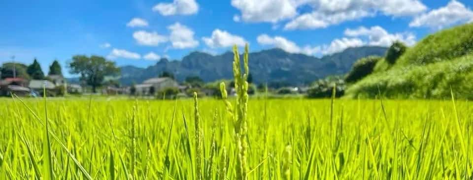 コシヒカリ 背景