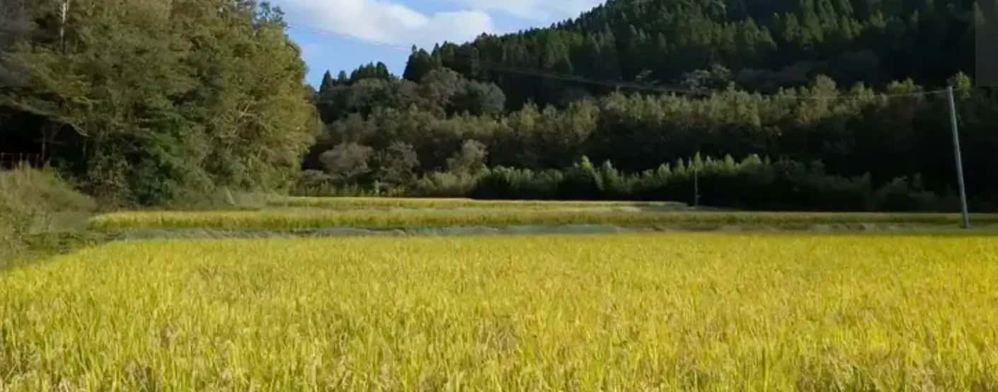 森のくまさん 背景
