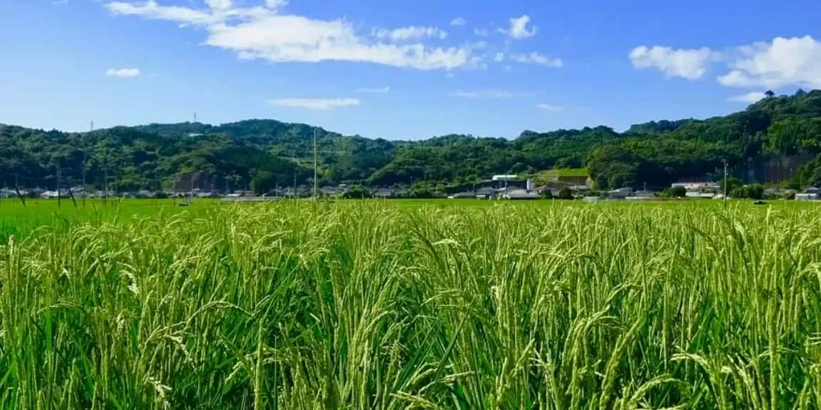 ササニシキ 背景