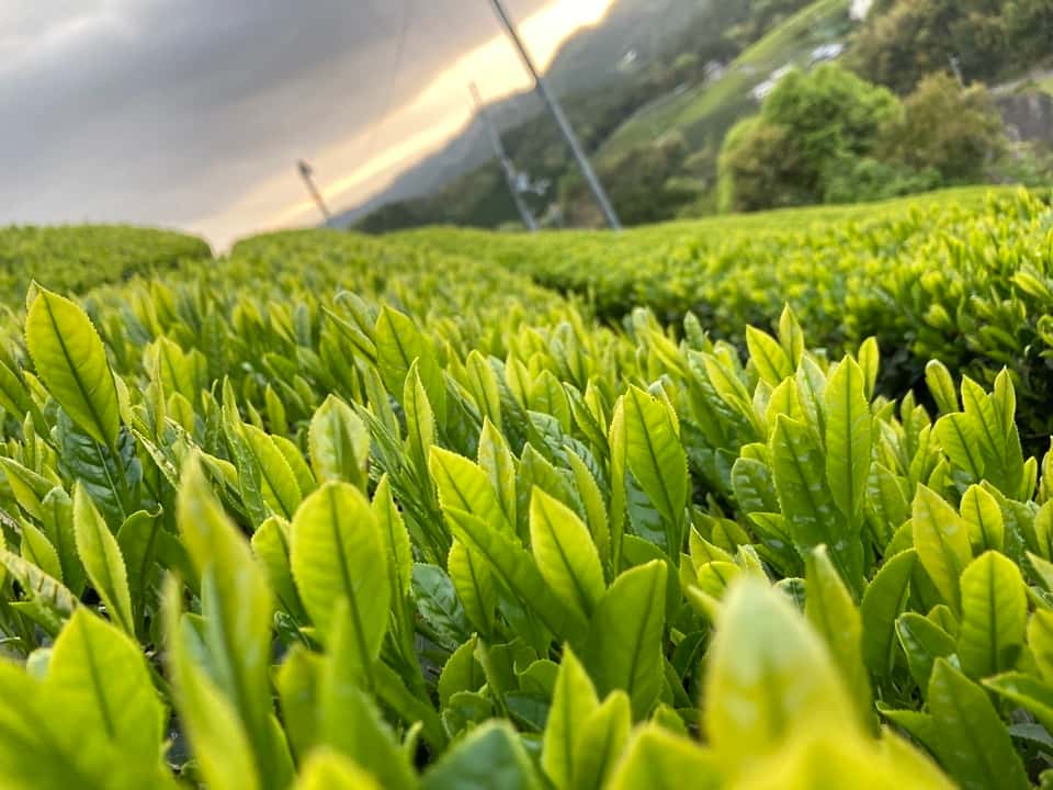 無農薬の新茶とおやつ 背景