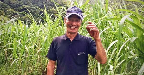 加計呂麻島 タイケイ製糖ロゴ
