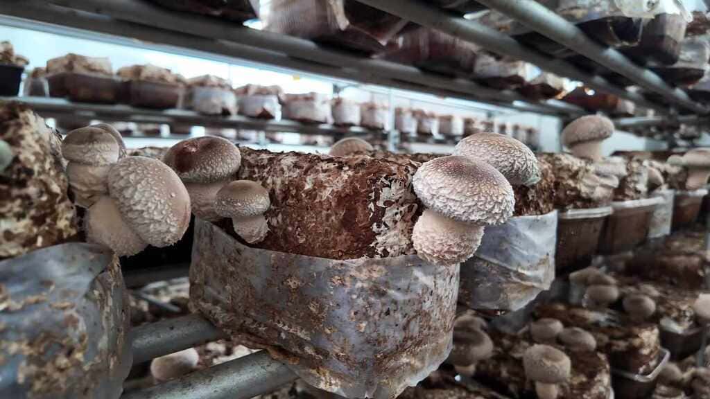 徳島椎茸ファームの商品一覧 背景