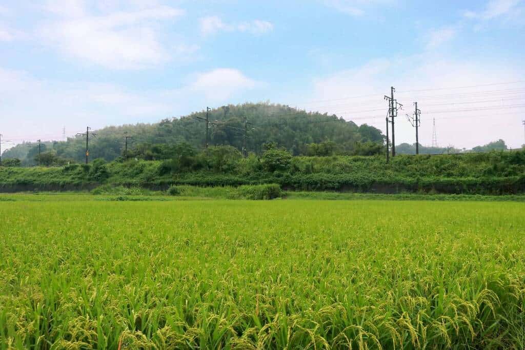 うちだファームの商品一覧 背景