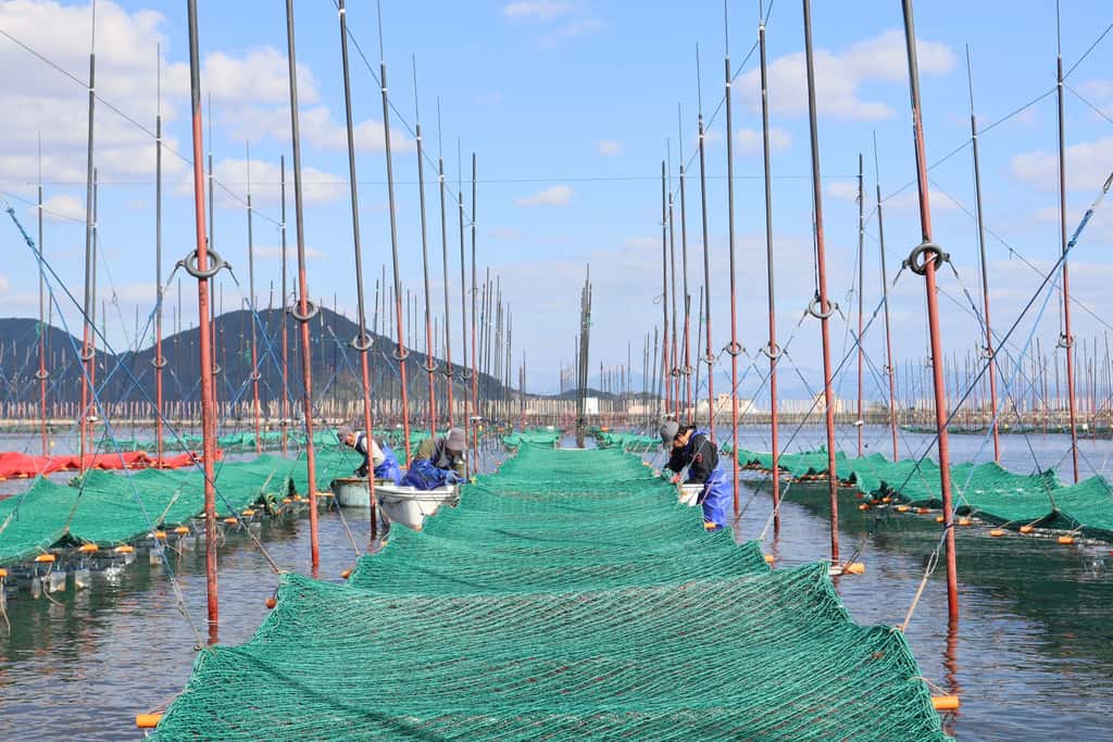 浦山海苔の商品一覧 背景