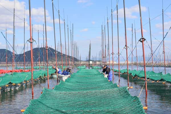 浦山海苔ロゴ