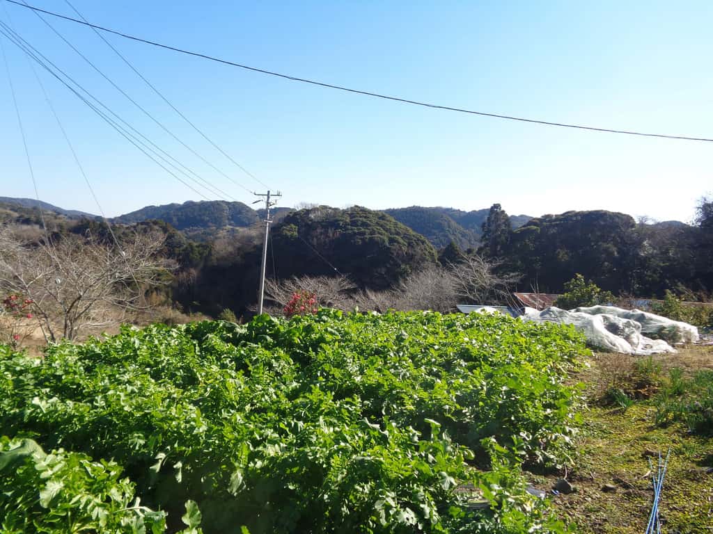 鴨川和棉農園の商品一覧 背景