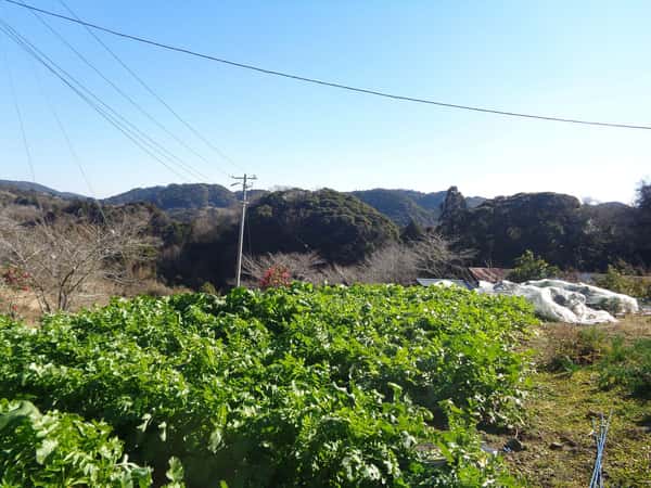 鴨川和棉農園ロゴ
