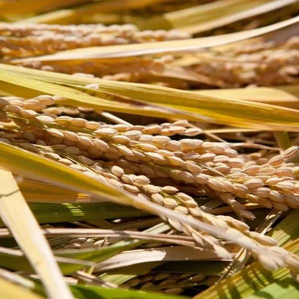 令和7年度産＜ヒノヒカリ：玄米＞農薬・化学肥料・動物性肥料不使用