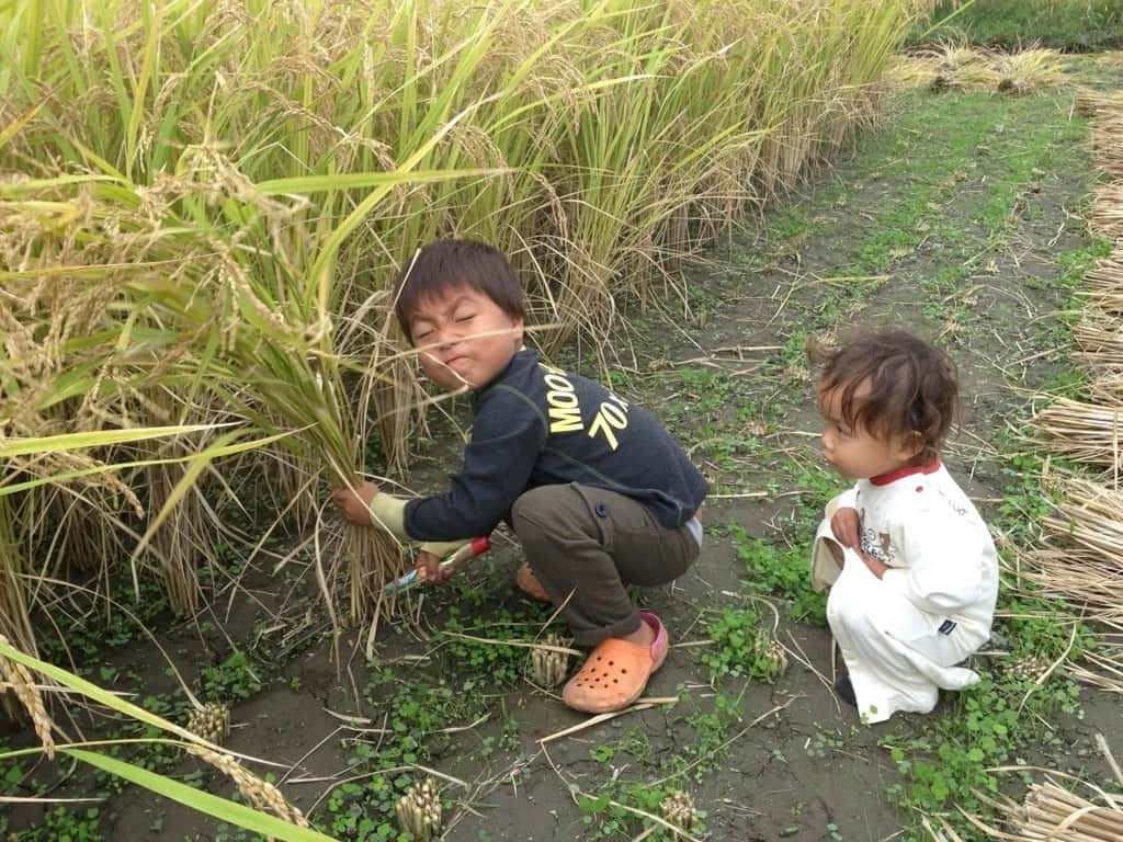 ヤーマンライスの商品一覧 背景