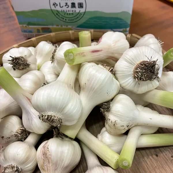 【五島列島産】期間限定フレッシュにんにく・化学肥料・農薬不使用