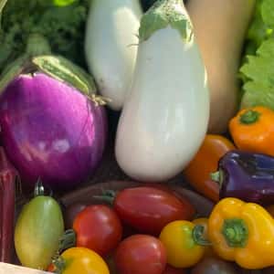 【八ヶ岳の麓で育てた季節の彩り野菜セット】農薬・化学肥料不使用（送料込み）