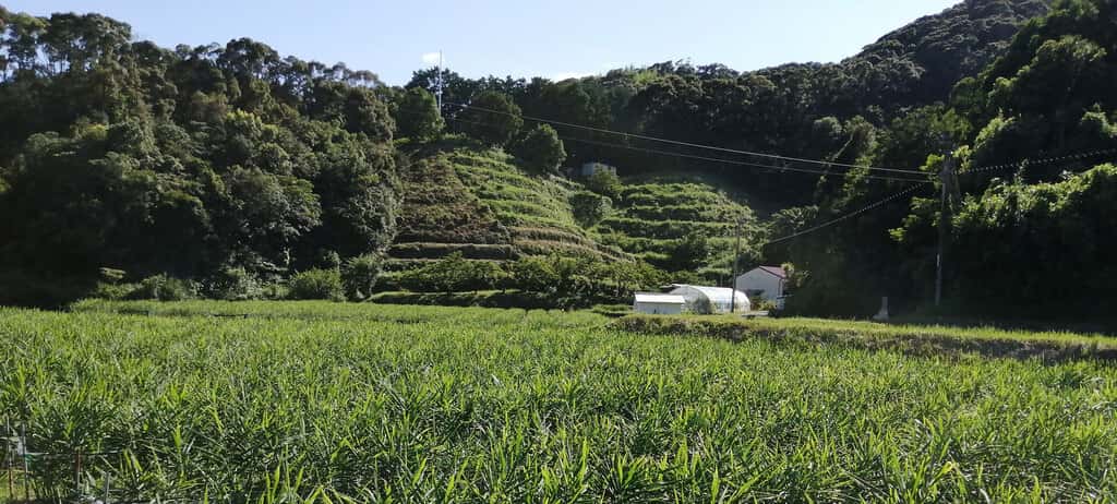 自然農園よりこんぼの商品一覧 背景