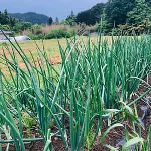 ◆自然栽培◆　固定種　赤たまねぎ　農薬・肥料・除草剤不使用